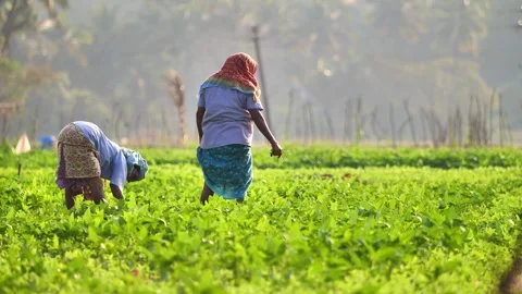Harvesting in Indian fields after the rainy season Stock Footage 258436825