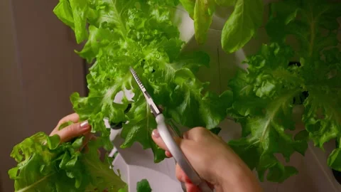 Harvesting indoor hydroponic lettuce involves precise steps to ensure quality Stock Footage 314620650