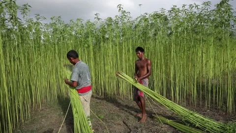 Harvesting Jute Stock Footage 251578745