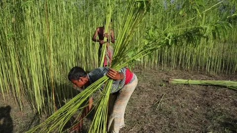 Harvesting Jute Stock Footage 251579064