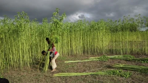 Harvesting Jute Stock Footage 251579605