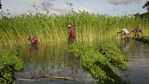 Harvesting Jute Stock Footage 251579607