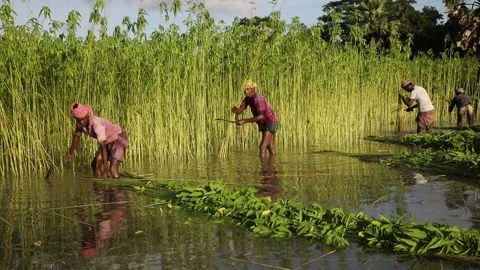 Harvesting Jute Stock Footage 251579673