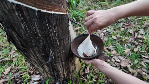 Harvesting Latex from Rubber Tree Stock Footage 290080649