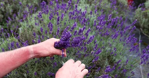 Harvesting lavender Stock Footage 245306644