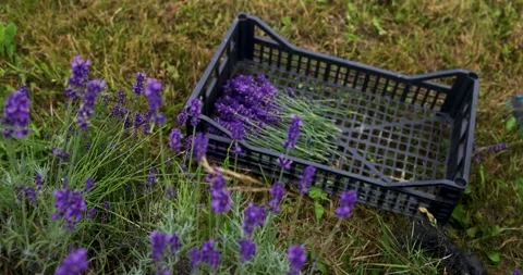 Harvesting lavender. Stock Footage 245361470