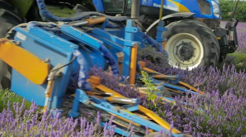 Harvesting Lavendin Stock Footage 40611518