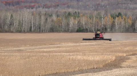 Harvesting Legumes Stock Footage 43263186