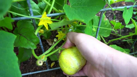 Harvesting a Lemon Cucumber from a Back Yard Garden Bed. Stock Footage 142214938