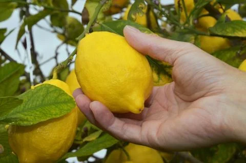 Harvesting a lemon Stock Photos