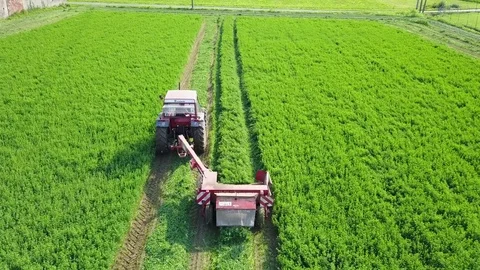 Harvesting Lucerne Stock Footage 81512228