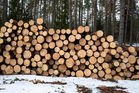 Harvesting lumber in the winter forest. A stack of sawn pine trunks at the si Stock Photos