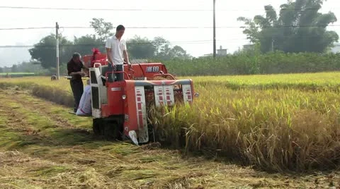 Harvesting machine in China 스톡 동영상 12687925
