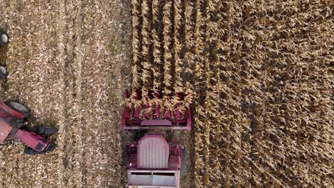 Harvesting machine in corn field. Harvester agricultural machine Stock Footage 261797715