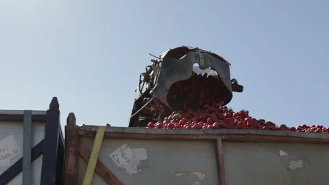 A harvesting machine empties ripe pear tomatoes into a large trailer container Stock Footage 330616192