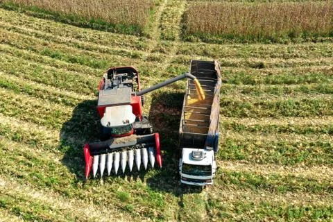 Harvesting  machine operating on corn field. Agro business. Great landscape.