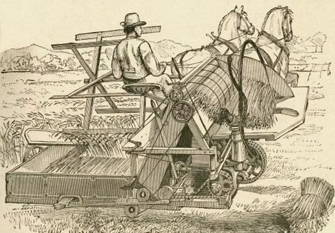 A Harvesting Machine, Pulled By Horses, Which Tied The Sheaves Of Corn Mechan Foto stock