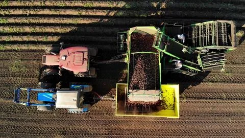 Harvesting machine unloads potatoes on automatic industrial belt into yellow Stock Photos