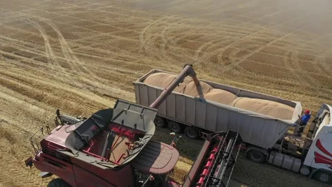 Harvesting machine in wheat field Stock Footage 244087025