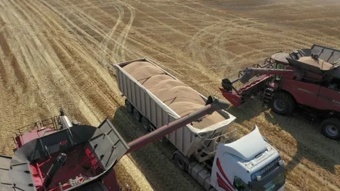 Harvesting machine in wheat field. Harvester agricultural machine Stock Footage 246646711