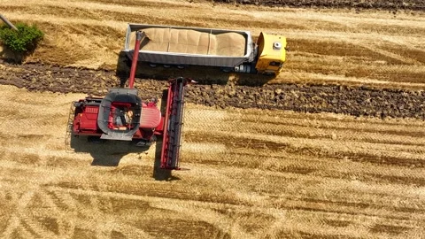 Harvesting machine in wheat field. Harvester agricultural machine Stock Footage 247430208