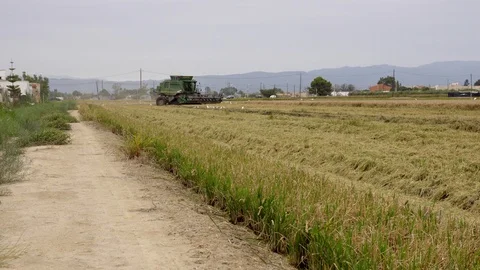 Harvesting Machine working through a rice wetland almost harvested Stock Footage 103158534