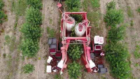 Harvesting made easy- cherry Stock Footage 301783993