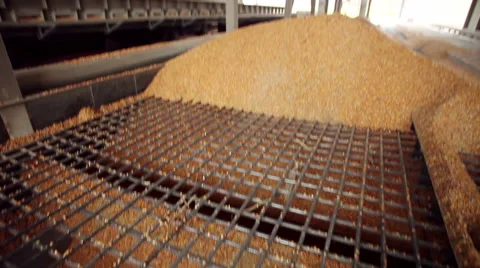 Harvesting maize. Sweet corn at the elevator 库存影片 61742390