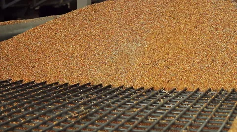 Harvesting maize. Sweet corn at the elevator Stock Footage 61742452