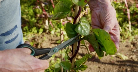 Harvesting malabar spinach Video stock 117251238