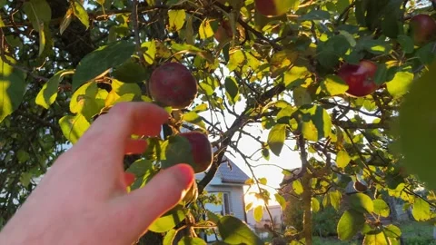 Harvesting, a man picks apples from a tree Video stock 218602671