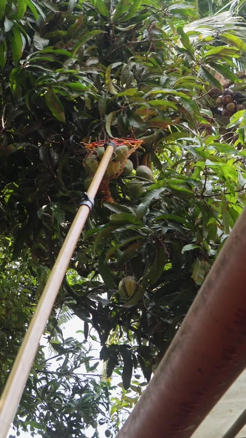 Harvesting mangoes from a tall tree using a long pole with a plastic net Stock Footage 314931784