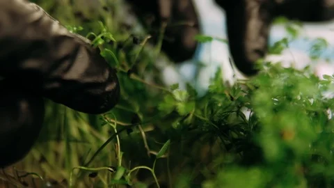 Harvesting microgreens with a hand Stock Footage 125458564