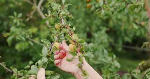 Harvesting mirabelle plums Stock Footage 247823014