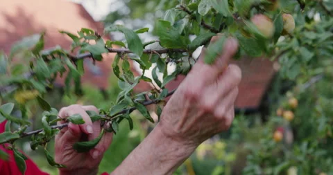 Harvesting mirabelle plums Stock Footage 247849596