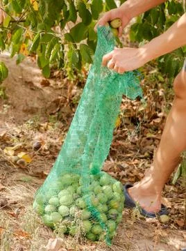 Harvesting of nuts from a tree Stock Photos