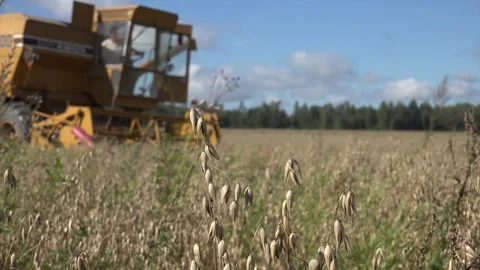 Harvesting Oat Crop in the summer Stock Footage 239604218
