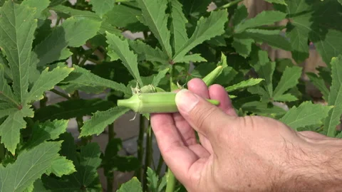 Harvesting Okra Stock Footage 159821787