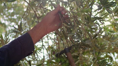 Harvesting olive grains using a rake — Close-up farming and agriculture footag Stock-Footage 283641395