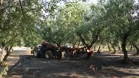 Harvesting olive picking with the shaker machine Stock Footage 140219527
