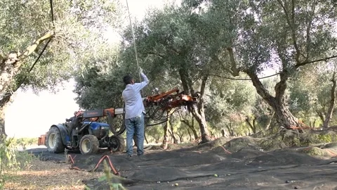 Harvesting olive picking with the shaker machine Stock Footage 140219665