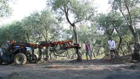 Harvesting olive picking with the shaker machine Stock Footage 140219815