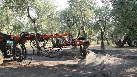 Harvesting olive picking with the shaker machine Stock Footage 140219832