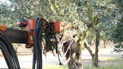 Harvesting olive picking with the shaker machine Stock Footage 140219885
