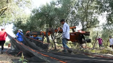 Harvesting olive picking with the shaker machine Stock Footage 140219901