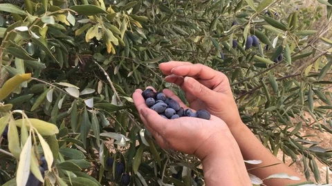 Harvesting olives Stock Footage 119199970