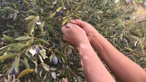 Harvesting olives Vídeo Stock 119199984