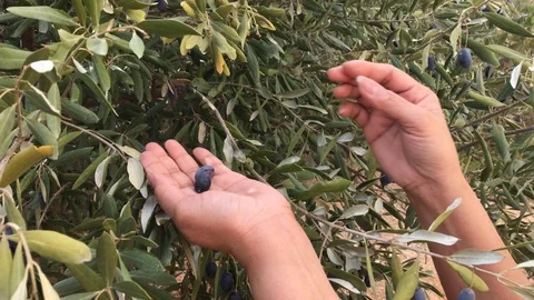 Harvesting olives Stock Footage 119200023