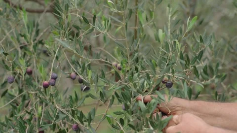 Harvesting Olives - Old Man Picking Olives In The Farm. - closeup shot Stock Footage 314299034