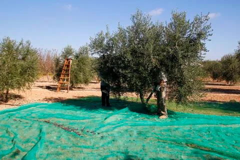 Harvesting olives Stock Photos
